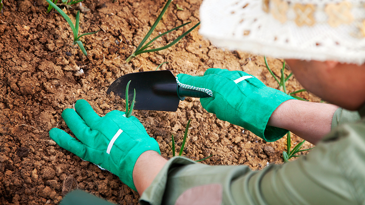 gardener